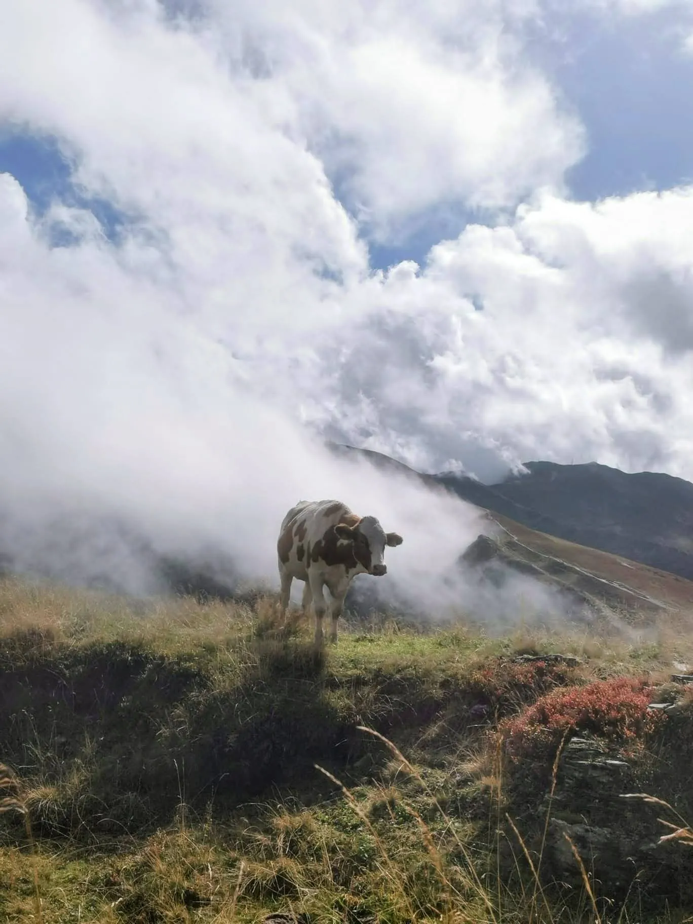 cow